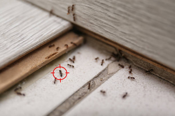 Best Affordable Pest Control Services  in Alpharetta, GA
